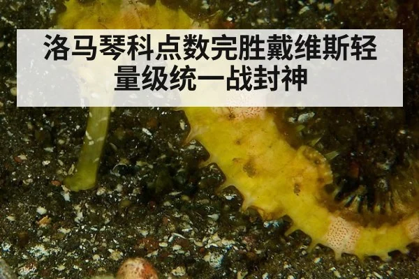 洛马琴科点数完胜戴维斯轻量级统一战封神